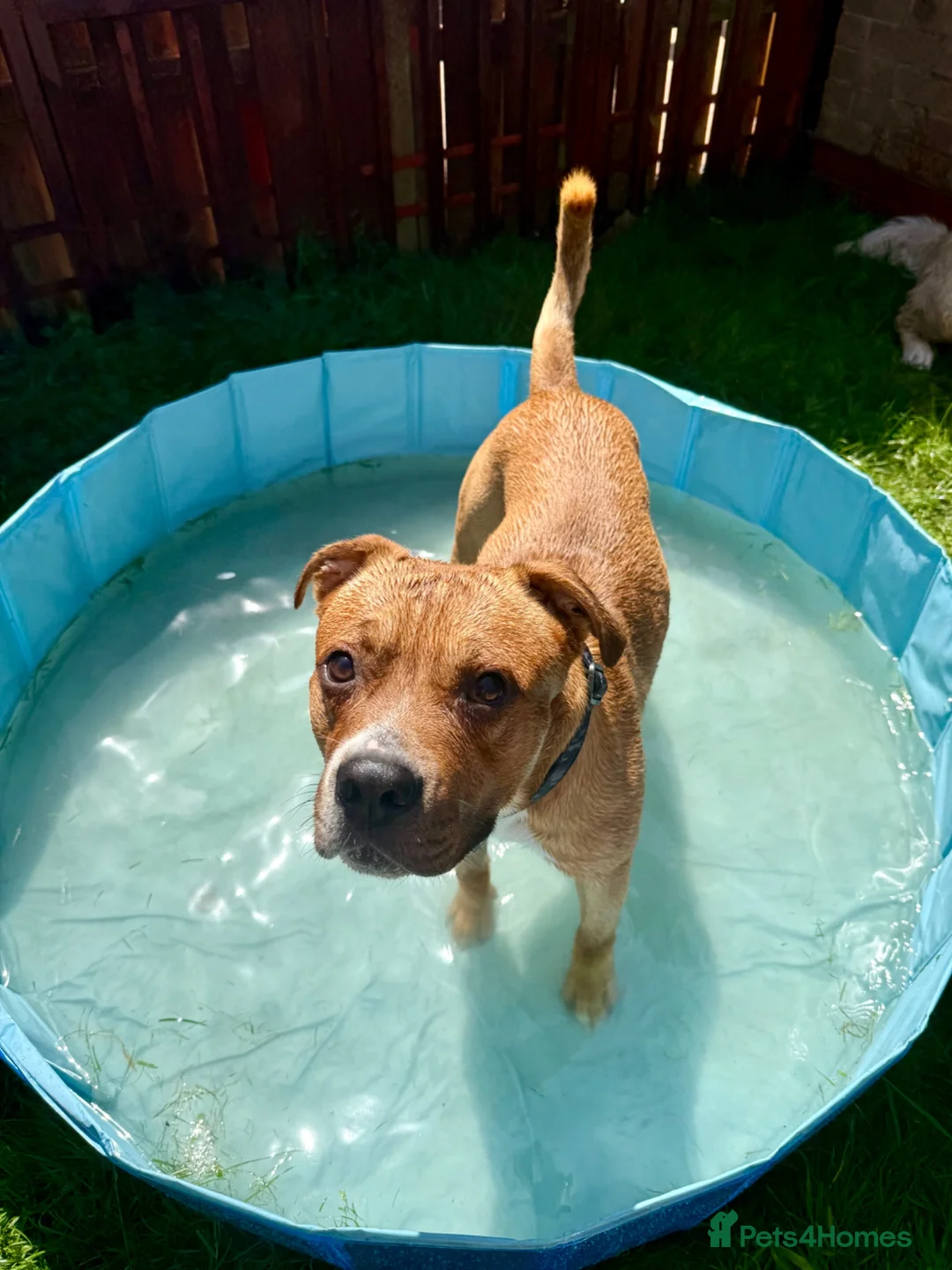 Mixed Breed dogs for sale: Staffordshire bull terrier mixed breed  - Advert 4