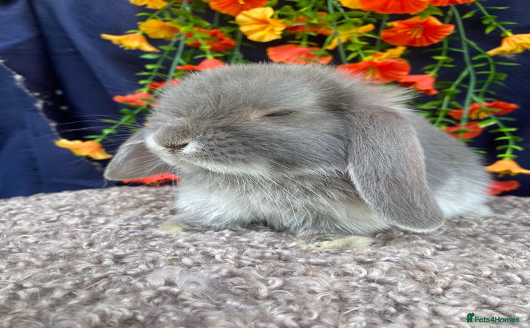 Mini Lop rabbits - Advert 2
