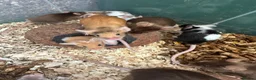 Mouse rodents for sale: Pet Fancy Mice - Advert 10