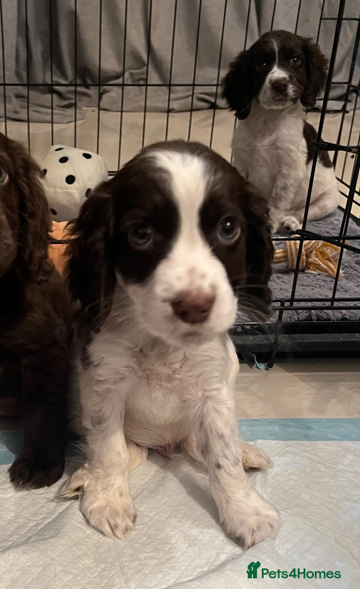 Cocker Spaniel dogs 💙Ready to leave Gorgeous Cocker Spaniels Puppies  - Advert 2