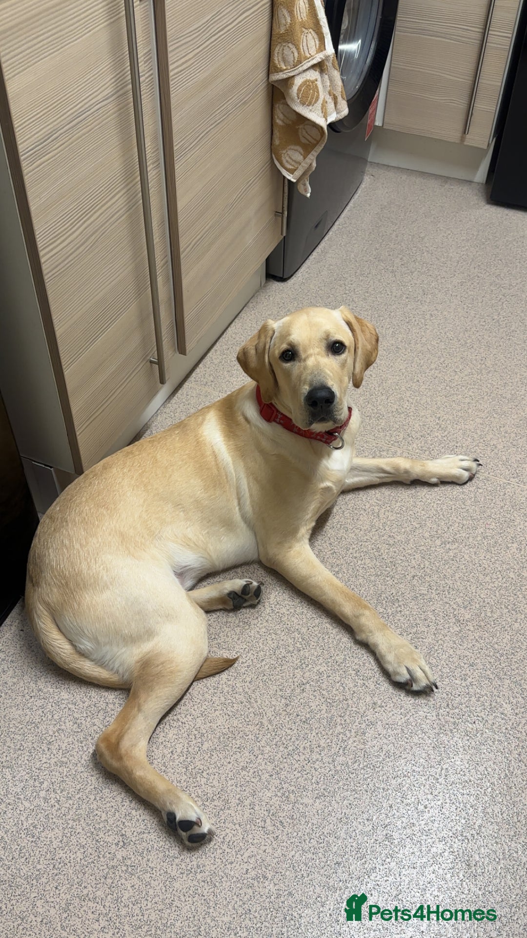 Labrador Retriever dogs for sale: 10 month Labrador  - Advert 3