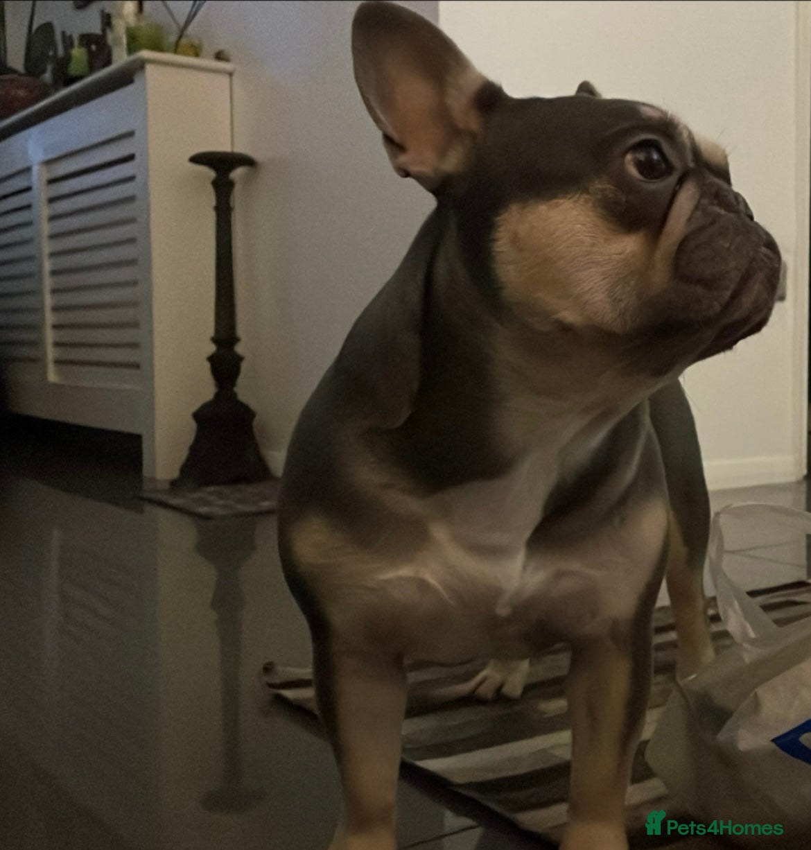 French Bulldog dogs Bella  - Advert 13