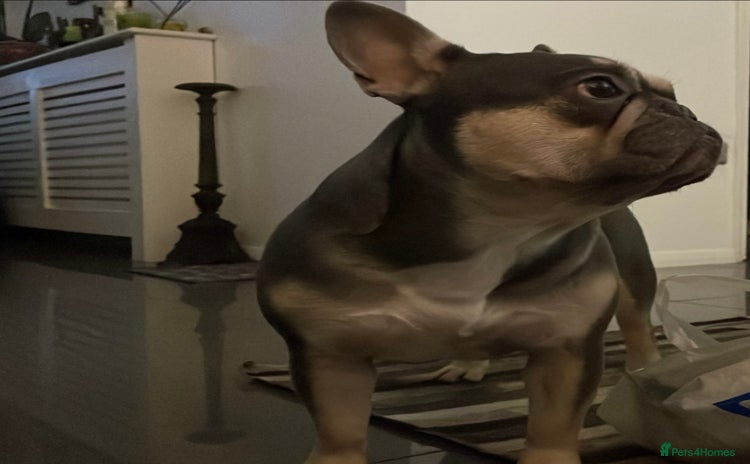 French Bulldog dogs - Advert 1