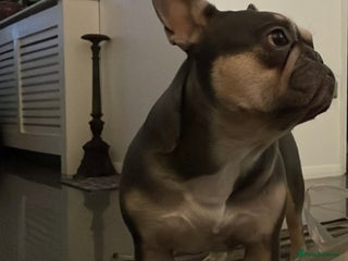 French Bulldog dogs - Advert 1