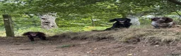 Cocker Spaniel dogs for stud: Working cocker for Stud *proven* - Advert 14