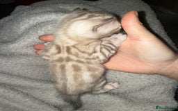 Bengal cats for sale: Bengal kittens  - Advert 3