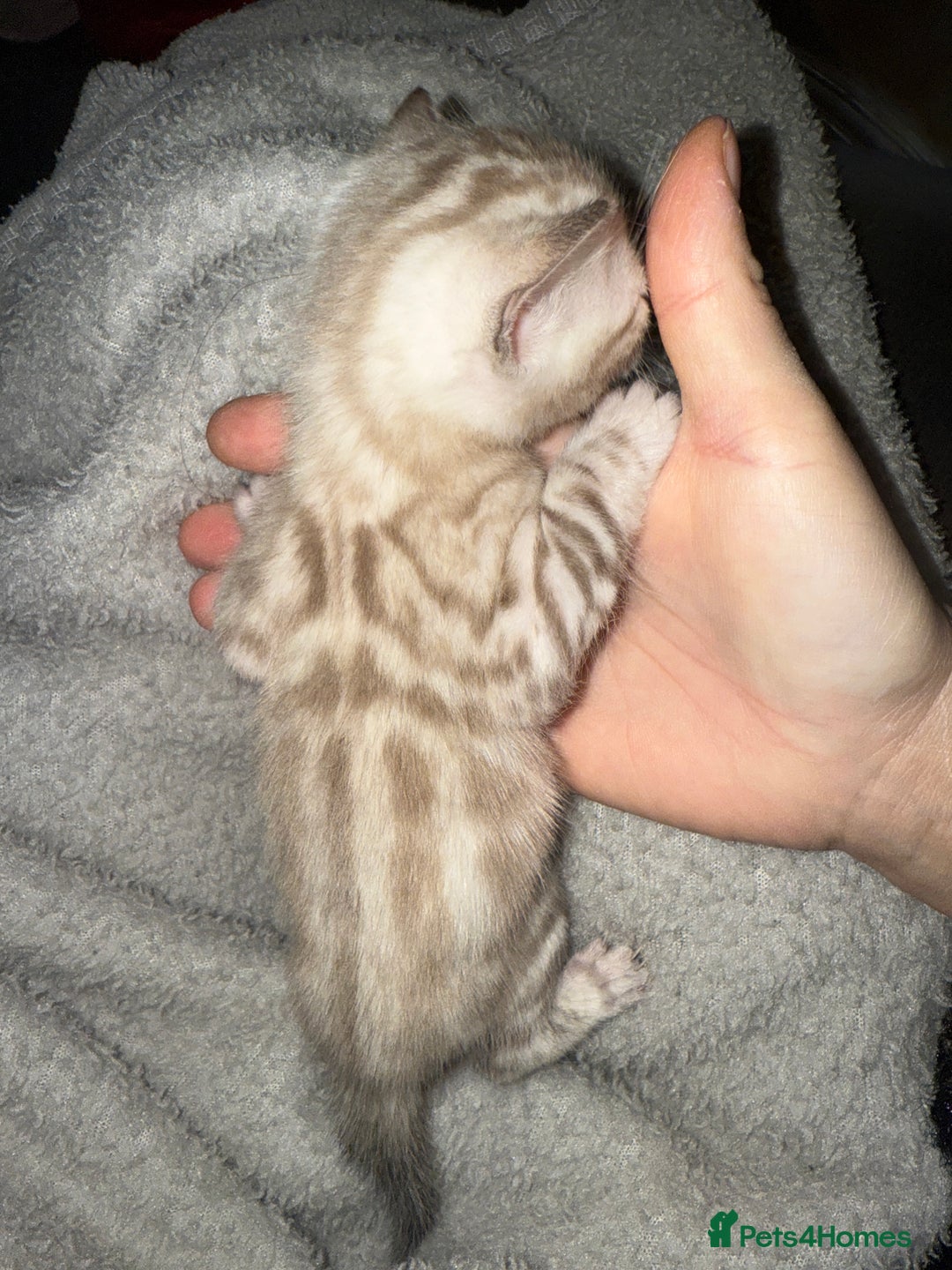 Bengal cats for sale: Bengal kittens  - Advert 3