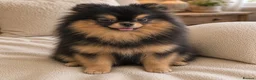 Pomeranian dogs for sale: Black /tan pomeranian girl - Advert 4