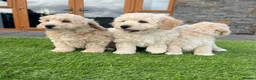 Poochon dogs for sale: Poochon Puppies - Advert 9