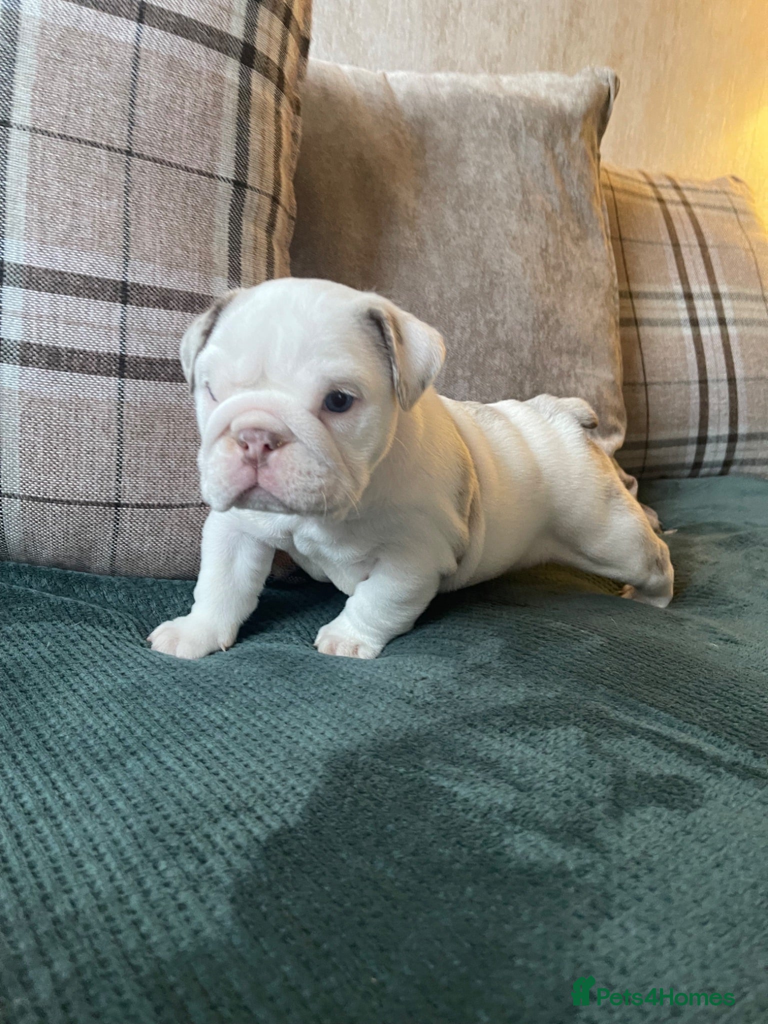 English Bulldog dogs ⭐️✨ English Bulldogs - KC Registered ⭐️✨ - Advert 2