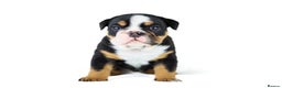 English Bulldog dogs for sale: Unreal English bull dogs  - Advert 4