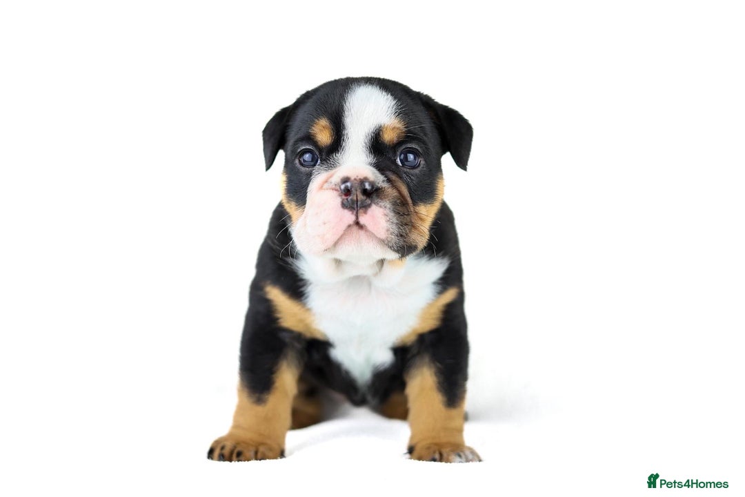 English Bulldog dogs for sale: Unreal English bull dogs  - Advert 4