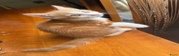 Mixed Breed cats for sale: Ginger Calico Tuxedo Kittens London-Richmond Sale - Advert 32