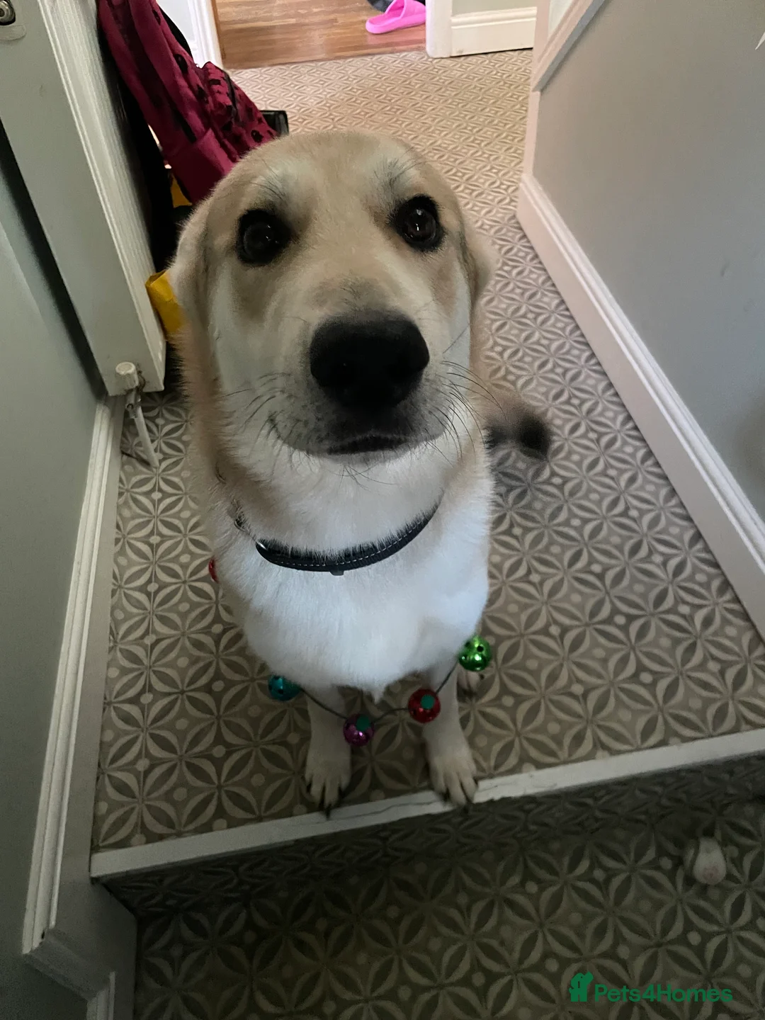 German Shepherd dogs for stud: Exceptional bi-coloured German Shepherd  - Advert 8