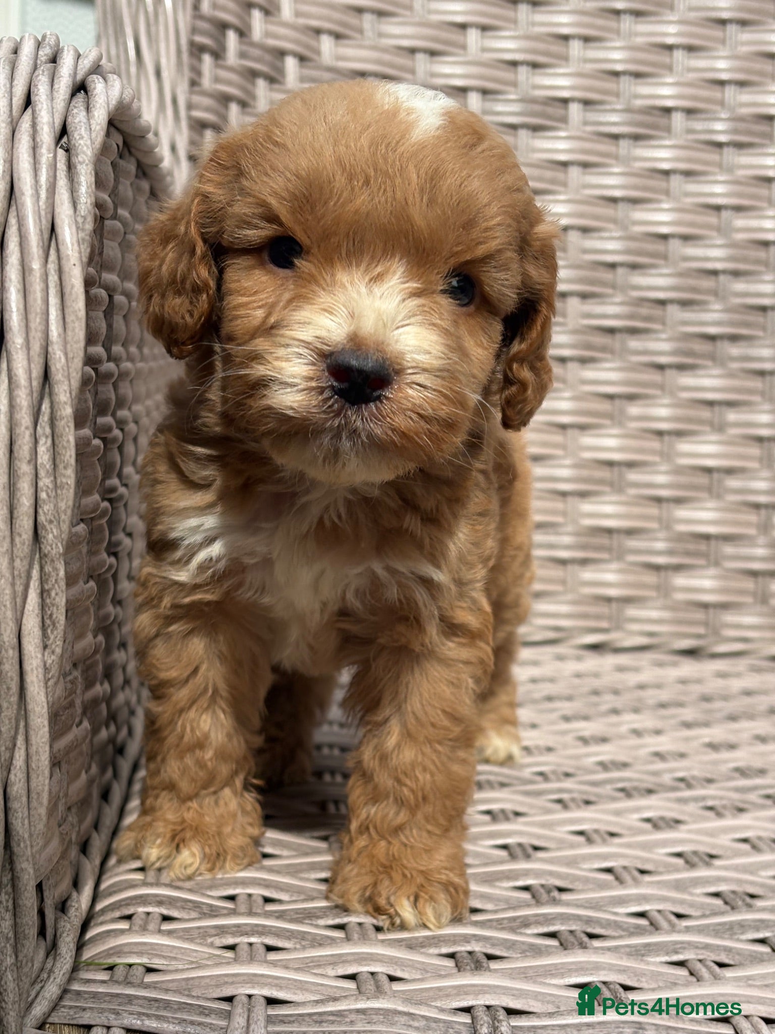 Cockapoo dogs PRA FN CLEAR F1 cockapoo puppies  - Advert 2
