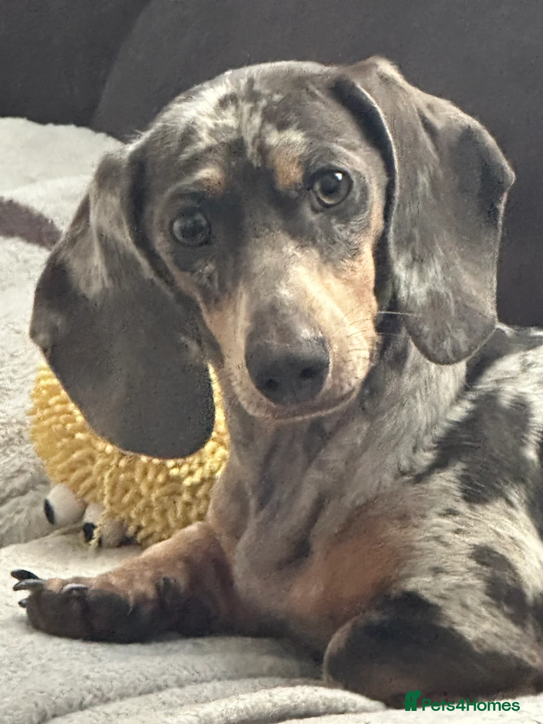 Dachshund dogs for sale: Female Dachshund for rehoming in Swanage - Advert 1