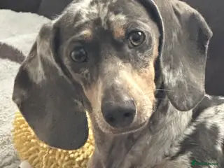 Dachshund dogs Female Dachshund for rehoming - Advert 2