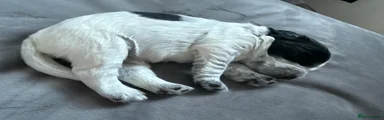 Cocker Spaniel 1