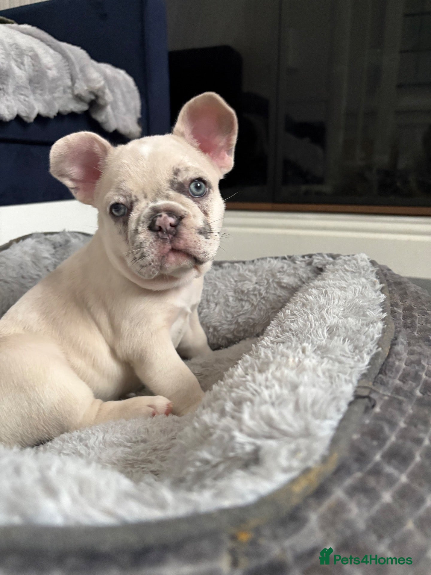 French Bulldog dogs French bulldog  - Advert 2