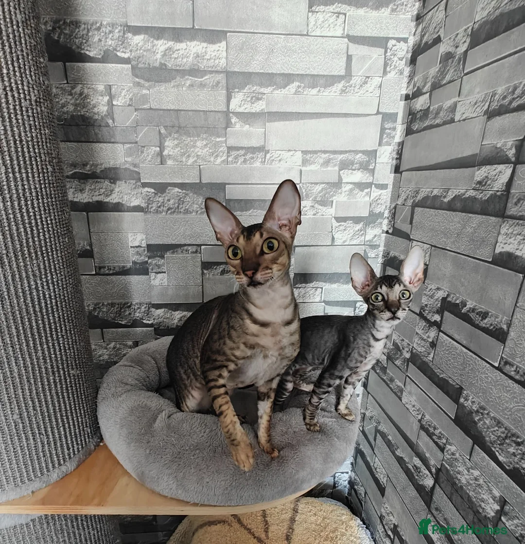 Cornish Rex cats for sale: Cornish Rex tabby kitten for sale  - Advert 1