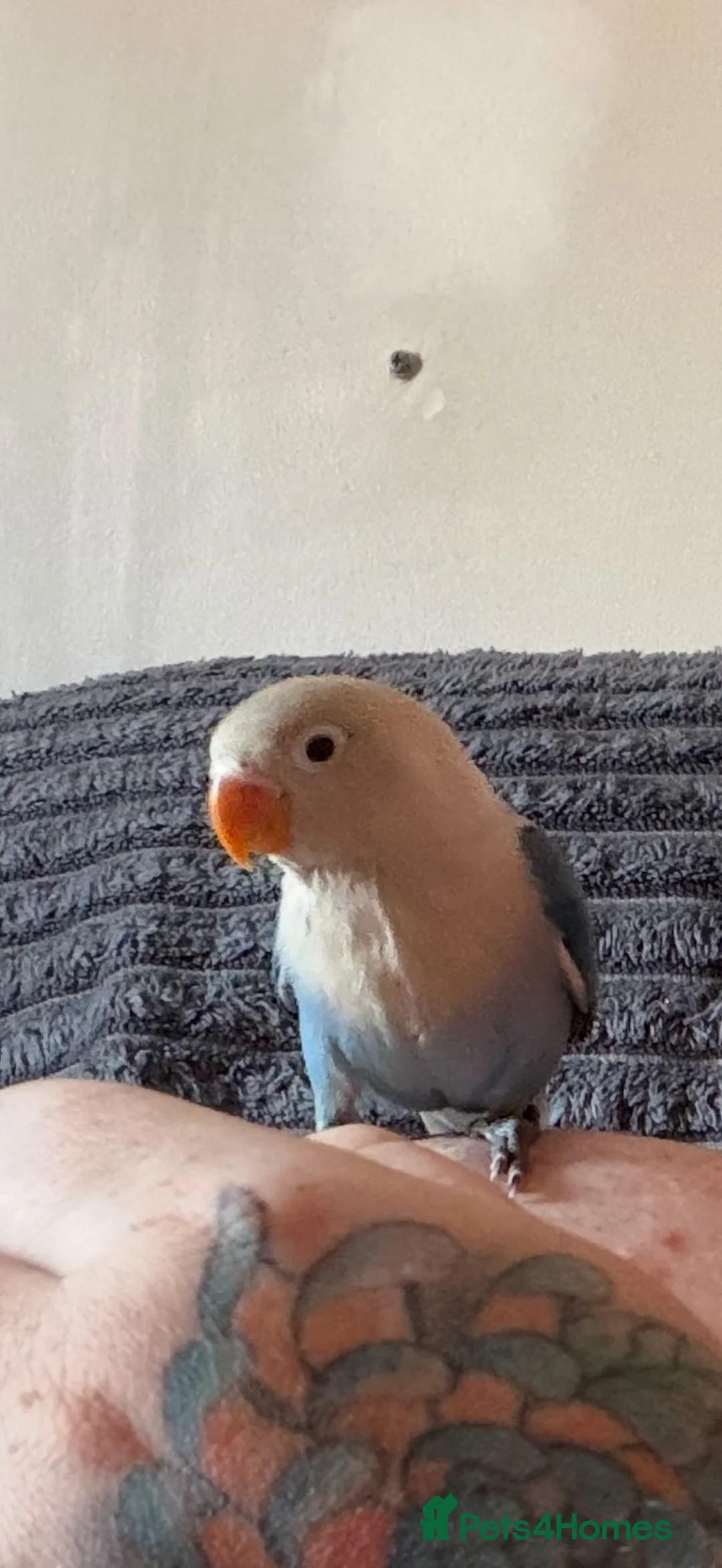 Lovebirds birds for sale: 10 week old blue and white lovebird  - Advert 1