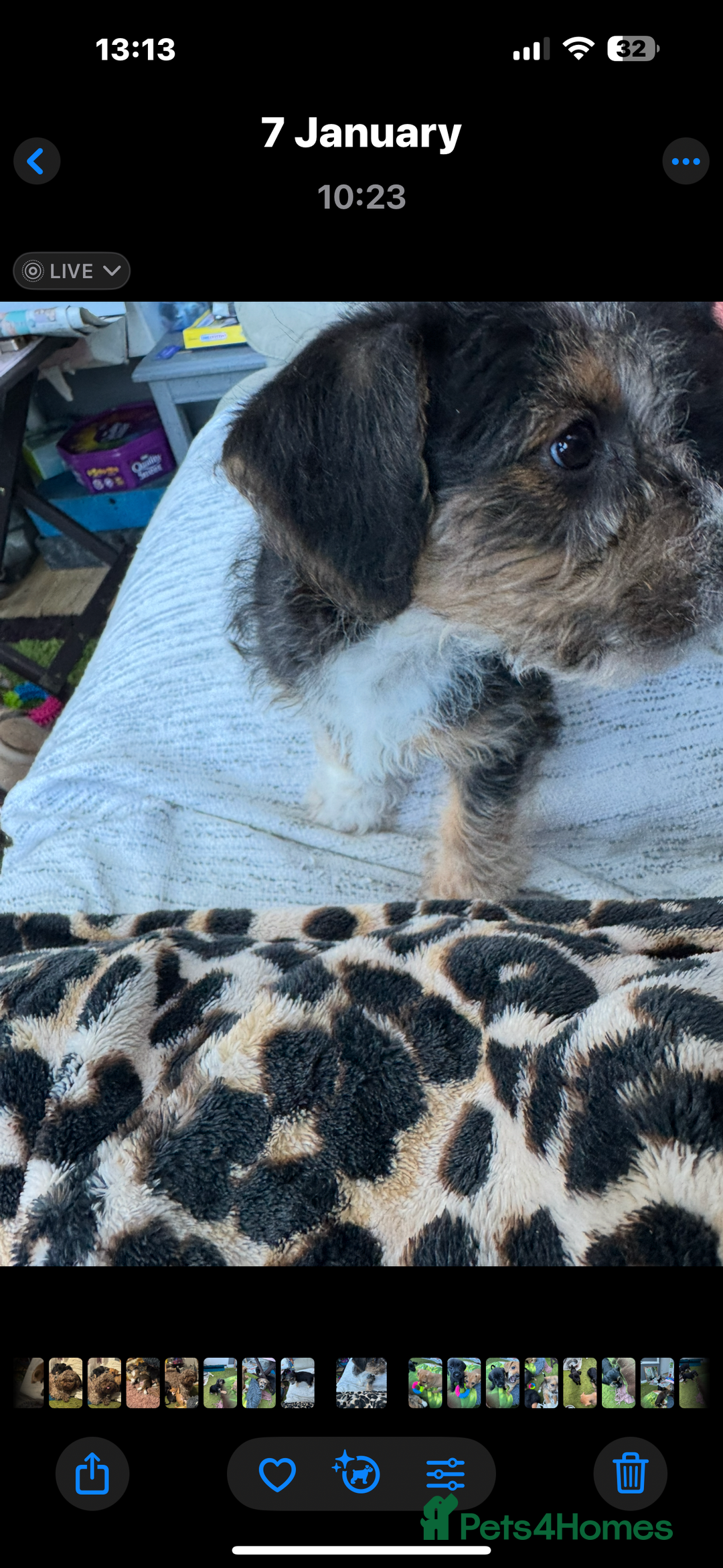 Mixed Breed dogs for sale: Shih-poo x Jack Russell Puppys - Advert 1