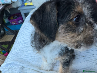 Mixed Breed dogs Shih-poo x Jack Russell Puppys - Advert 4