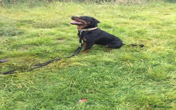 Mixed Breed dogs for sale: Rottweiler cross  - Image 3