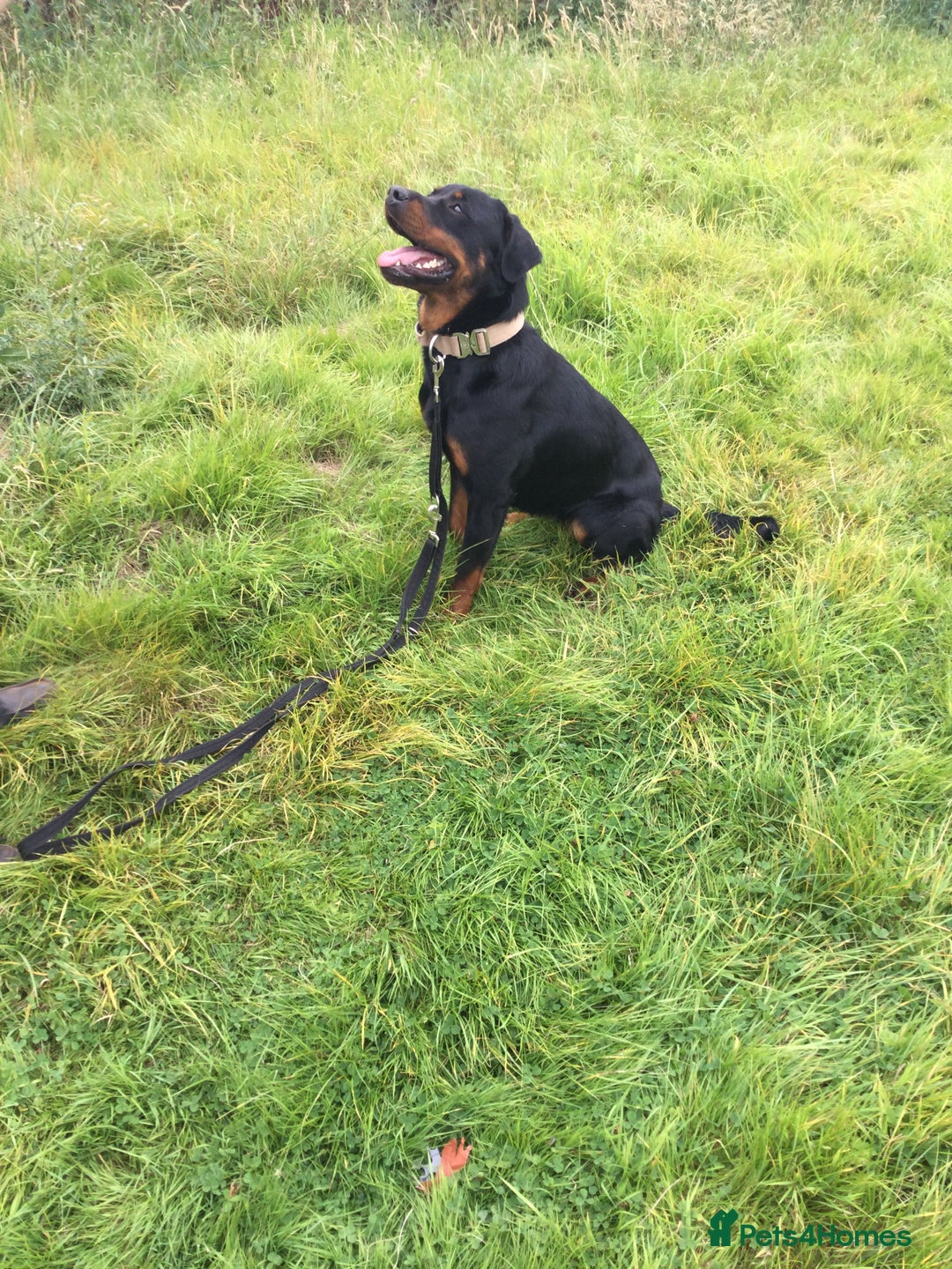 Mixed Breed dogs for sale: Rottweiler cross  - Image 3