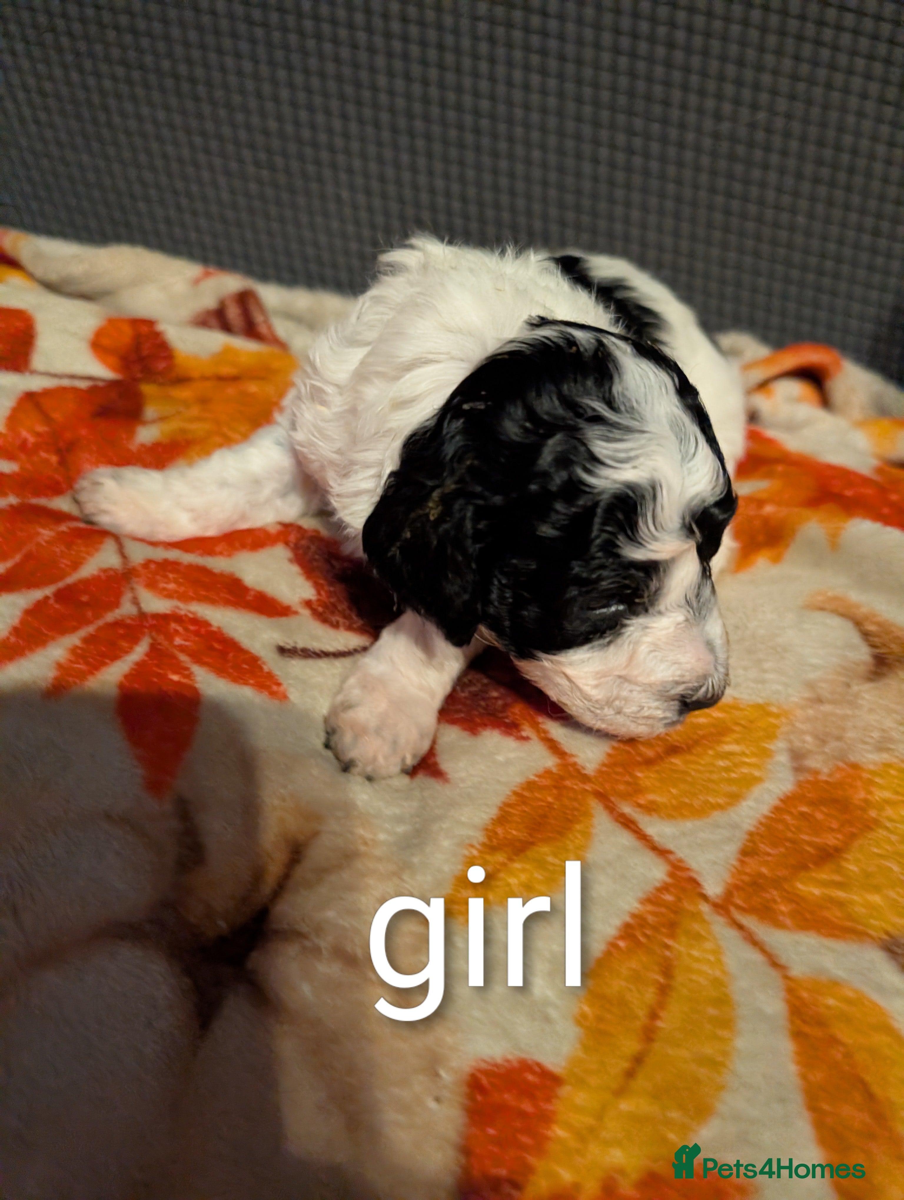 Miniature Poodle dogs Beautiful miniature parti viewing now  - Advert 2