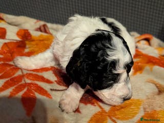 Miniature Poodle dogs Beautiful miniature parti viewing now - Advert 2