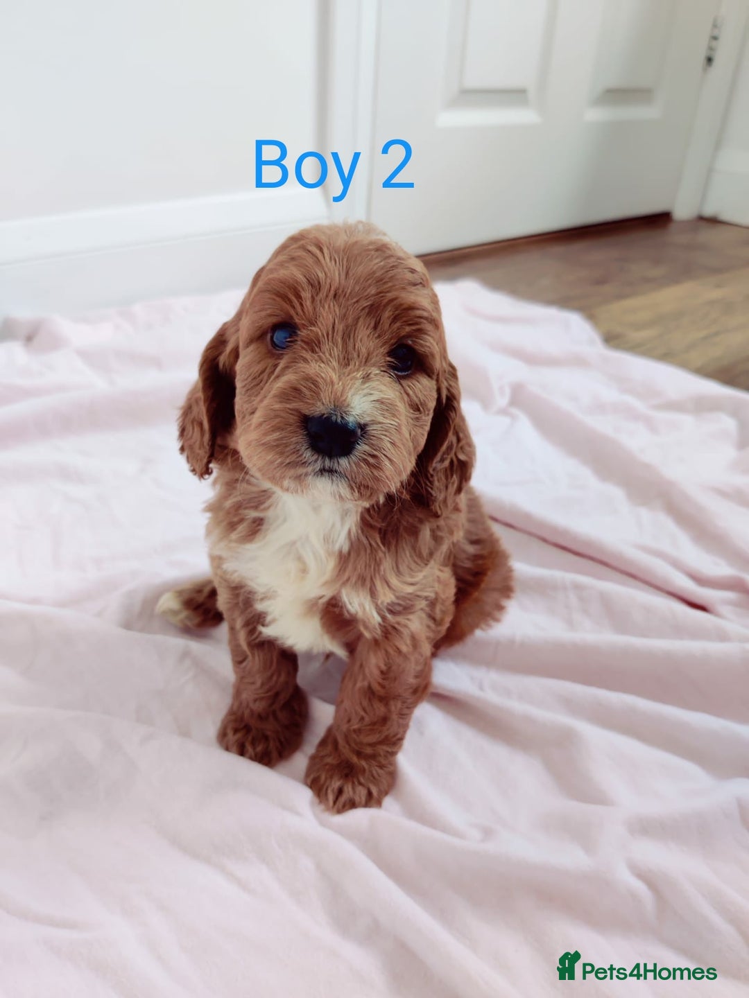 Cockapoo dogs for sale: Gorgeous Cockapoo Puppies  - Image 4
