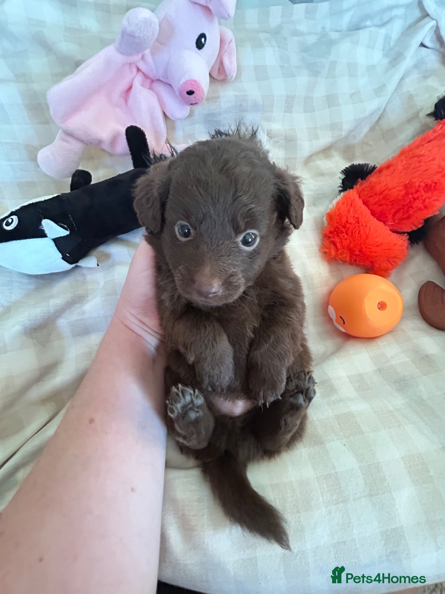 Mixed Breed dogs Pomapoos  - Advert 10