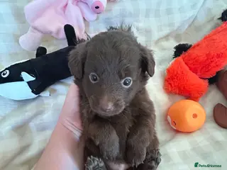 Mixed Breed dogs Pomapoos - Advert 10