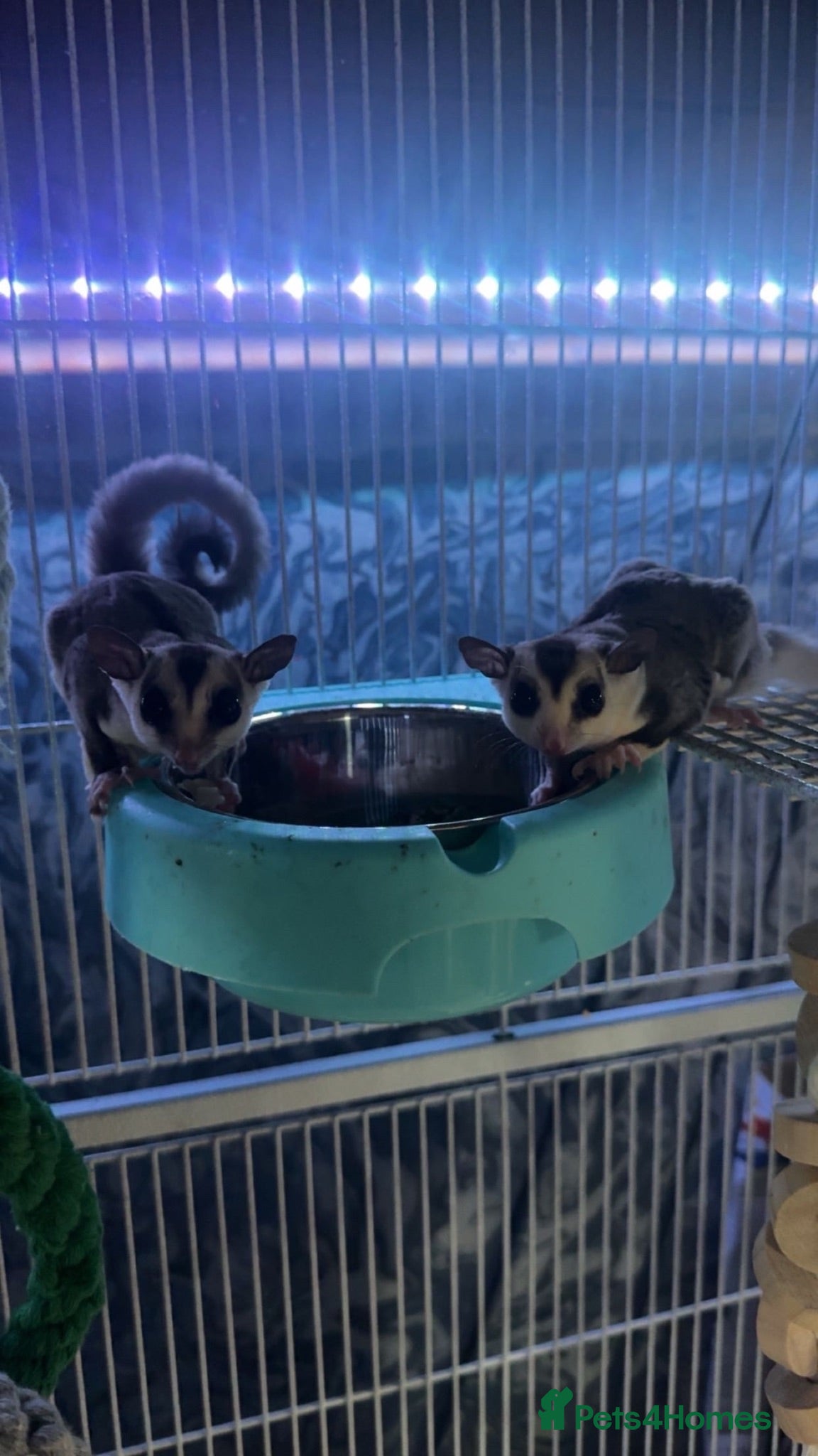Sugar Glider rodents Sugar gliders and cage  - Advert 16