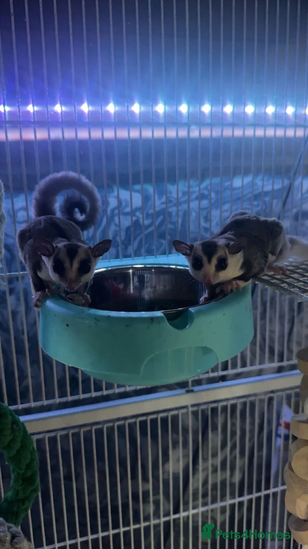 Sugar Glider rodents for sale: Sugar gliders and cage  in Rotherham - Advert 1
