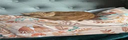 Mixed Breed cats for sale: Ginger cat for sale - Advert 22