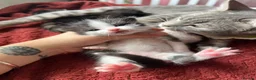 Mixed Breed cats for sale: 3 months boy  in London - Advert 4