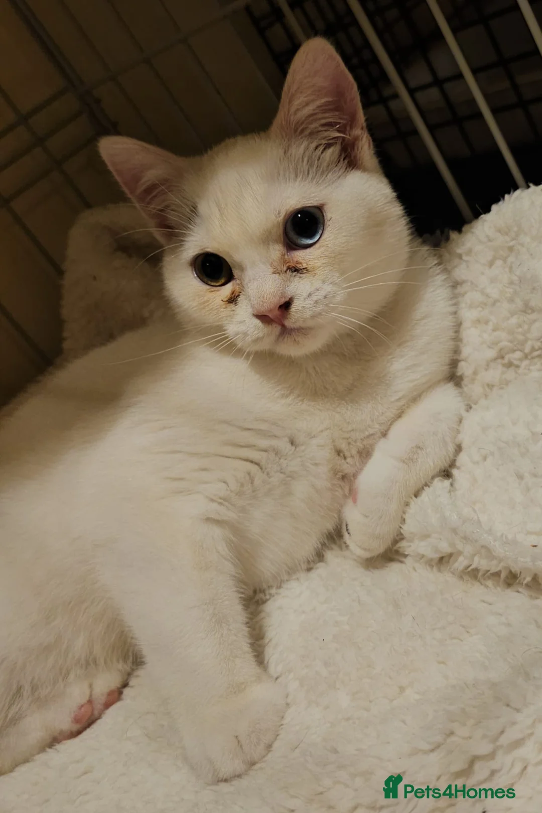 Mixed Breed cats for adoption: Special Nova needs a special indoor home - Advert 24