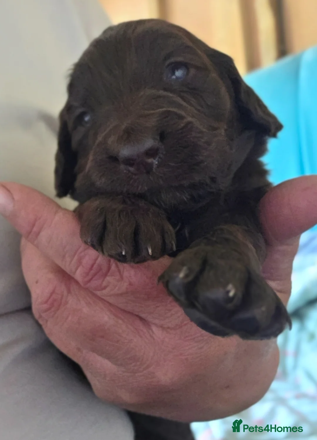 Cockapoo dogs for sale: Cockerpoo puppies F1 Reduced One Boy One Girl left - Advert 39