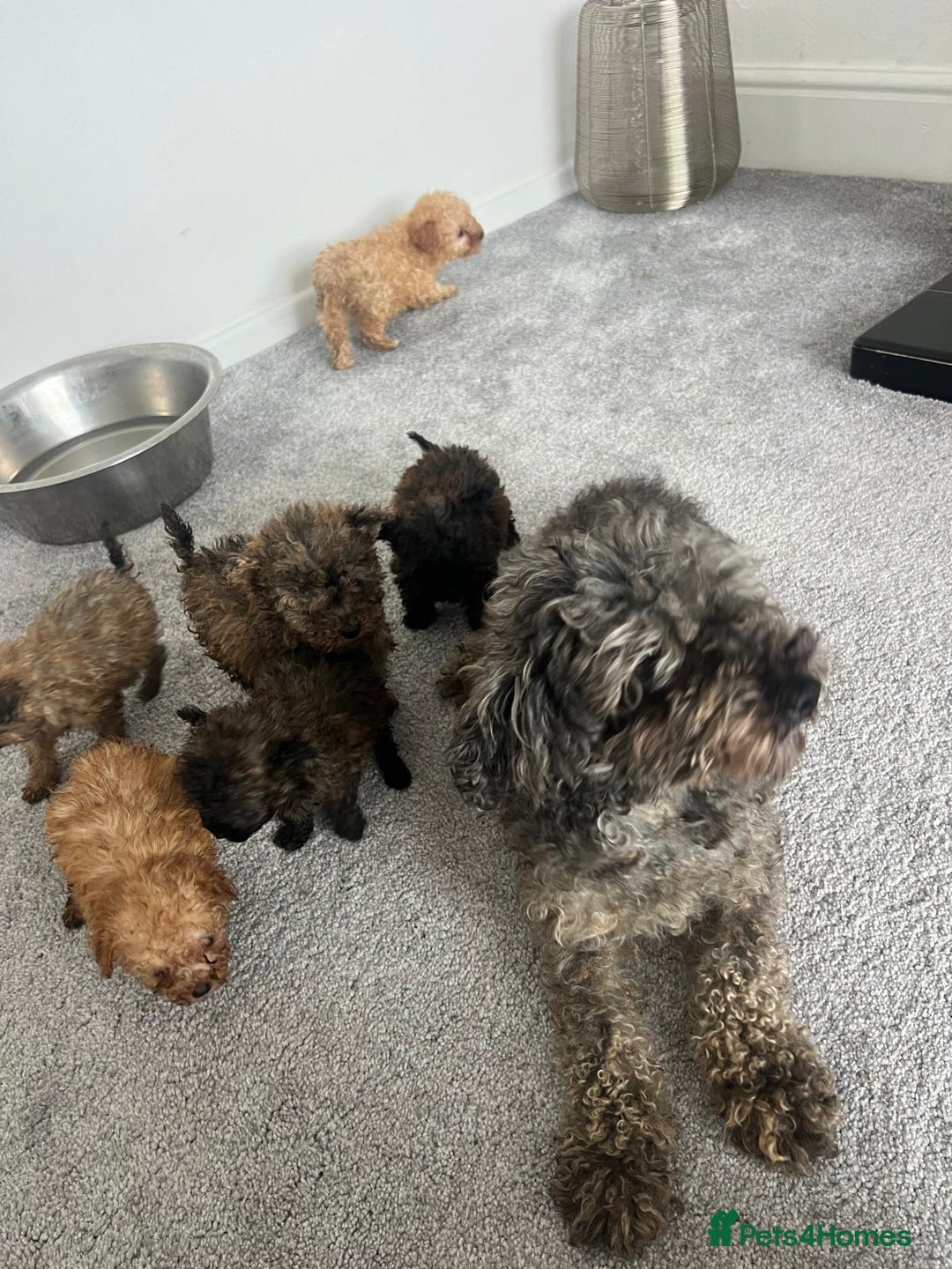 Toy Poodle dogs for sale: Toy poodles ready to leave now! - Image 4