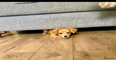 Mixed Breed dogs - Advert 3
