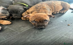 American Bulldog dogs for sale: Stunning Standard American Bulldog Puppies - Image 1