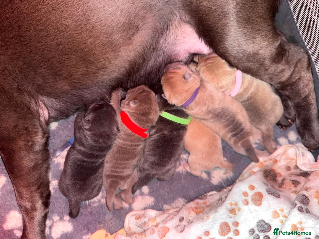 Shar Pei dogs for sale: Shar Pei Dilute puppies  - Advert 18