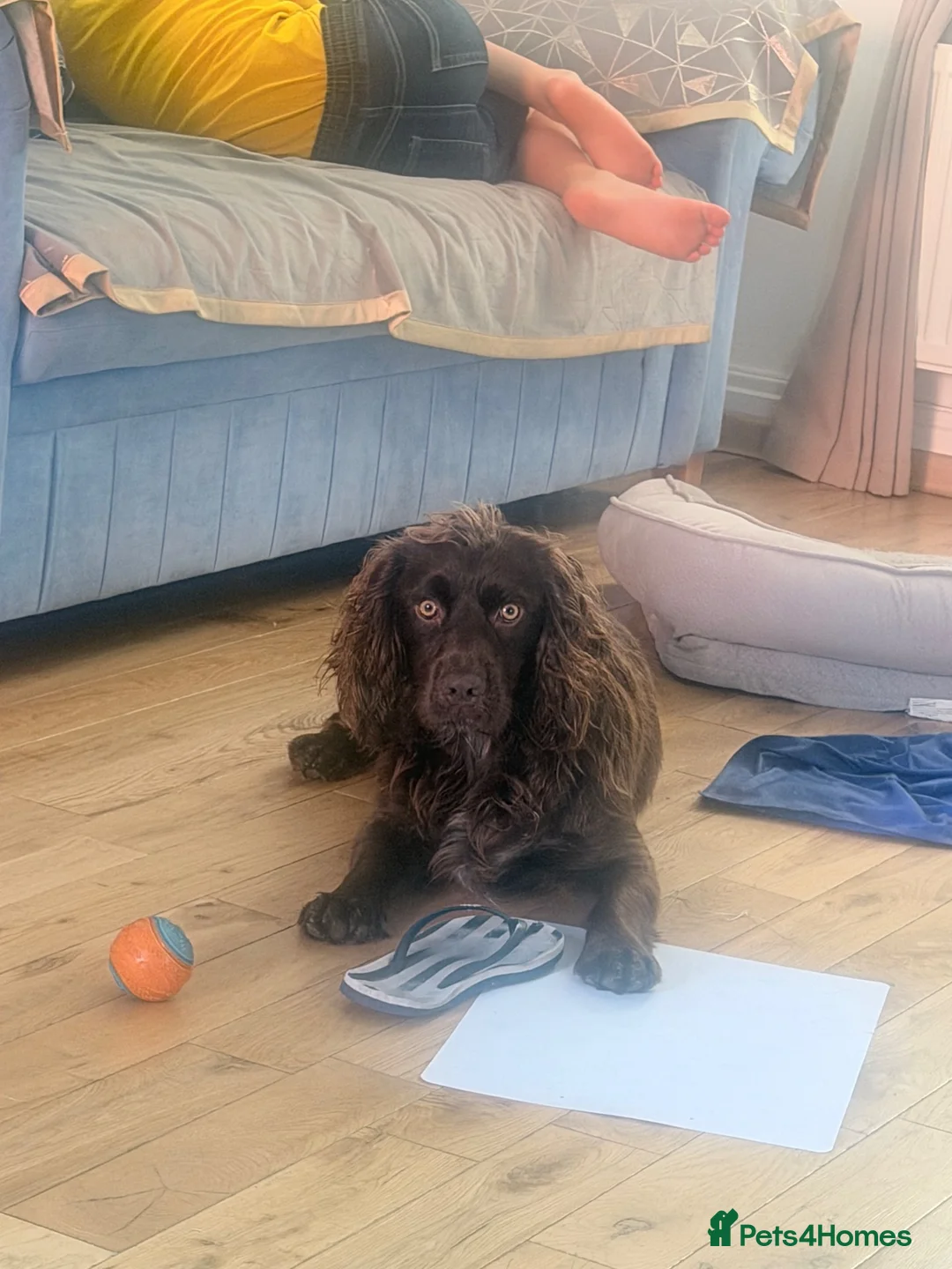 Cocker Spaniel dogs for stud: Giggly in Weston-super-Mare - Advert 3