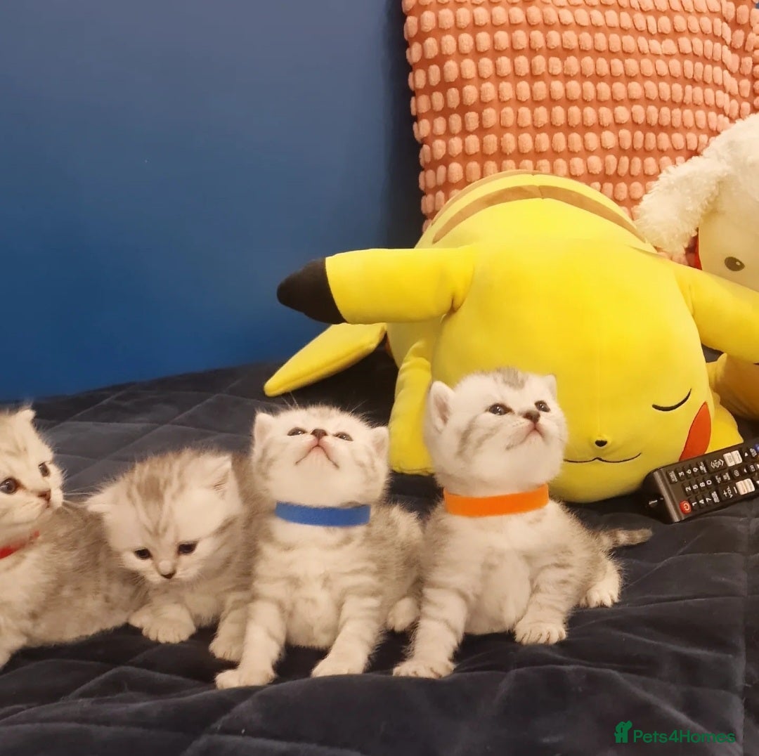 British Shorthair cats for sale: 🩵💙💜Amasing British Shorthair Kittens🧡💚💙 - Advert 13