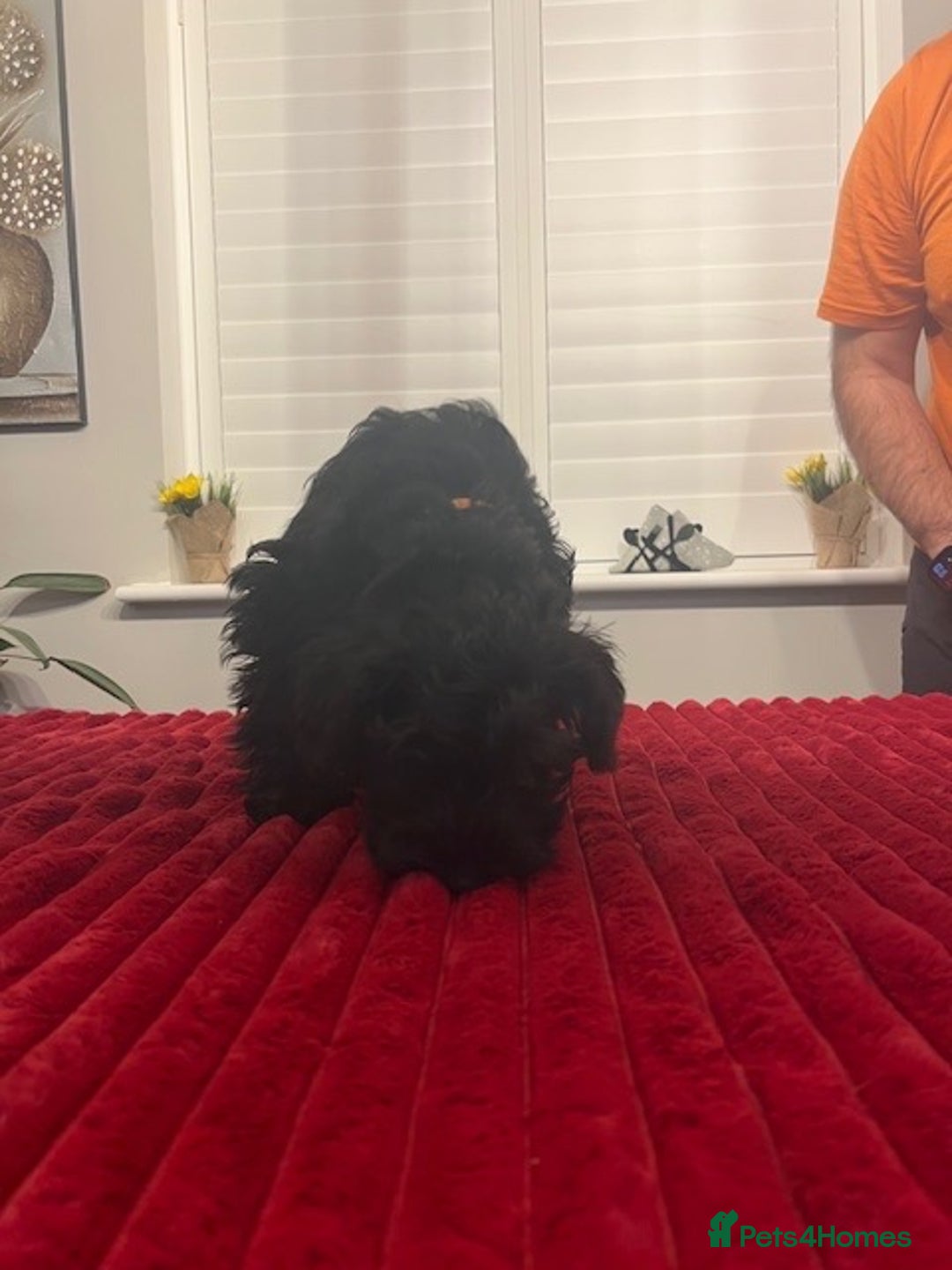 Miniature Schnauzer dogs for sale: Black Miniature Schnauzer Puppies  - Advert 14