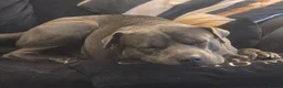 Mixed Breed dogs for sale: Blue  - Advert 4