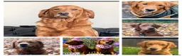 Golden Retriever dogs for sale: Dark golden retriever puppies. Repeat mating  - Advert 9