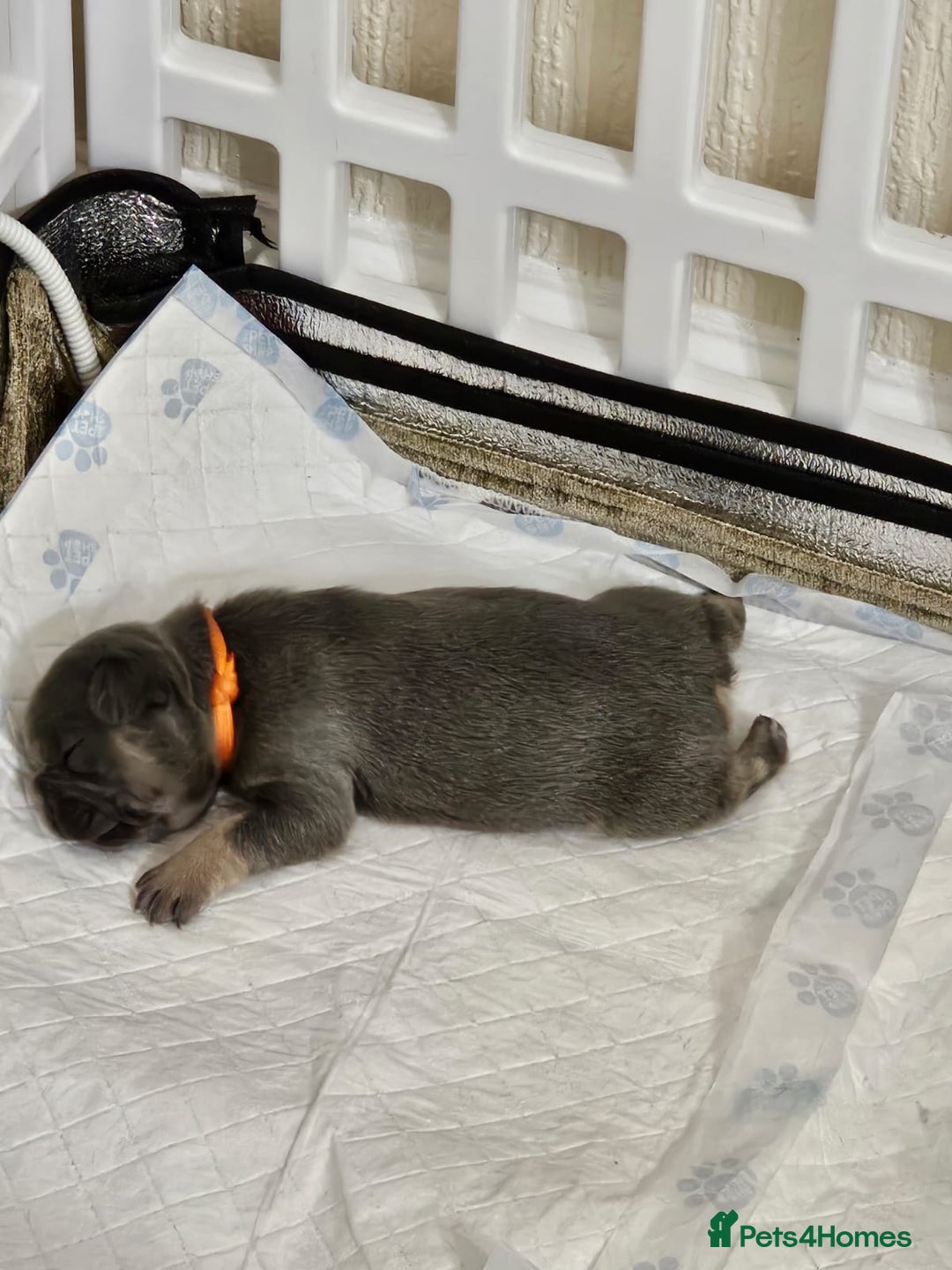 French Bulldog dogs for sale: DISCOUNT AVAILABLE FOR SERIOUSLY INTERESTED BUYERS - Advert 2